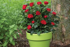 petite knock out red roses in green pot