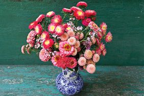 pink red zinnia flower arrangement blue white china vase