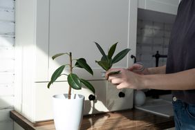 person taking cutting of rubber plant
