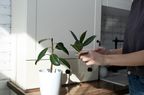 person taking cutting of rubber plant