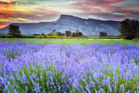 lavender field with mountain in background