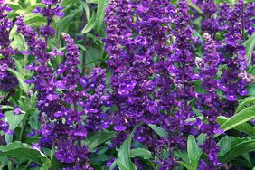 Salvia farinacea Victoria Blue deep purple flowers