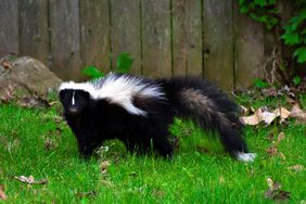 side view of skunk in a garden
